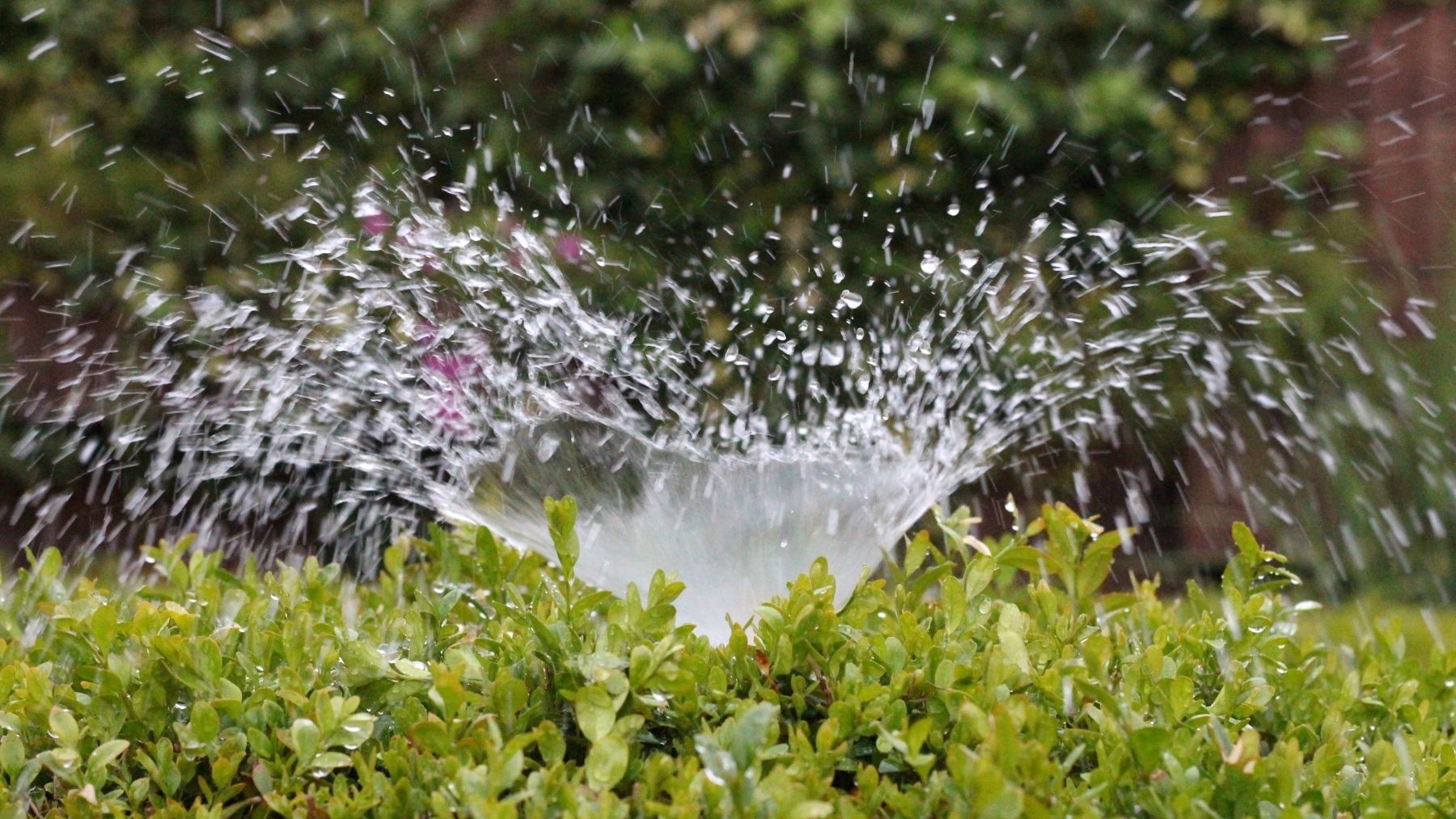 robo de agua en Doñana