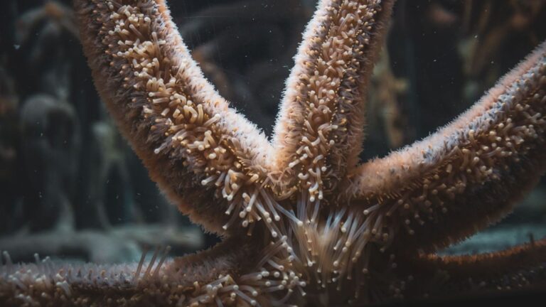 Las estrellas de mar adaptan su genoma al calor y la salinidad de cada región marina
