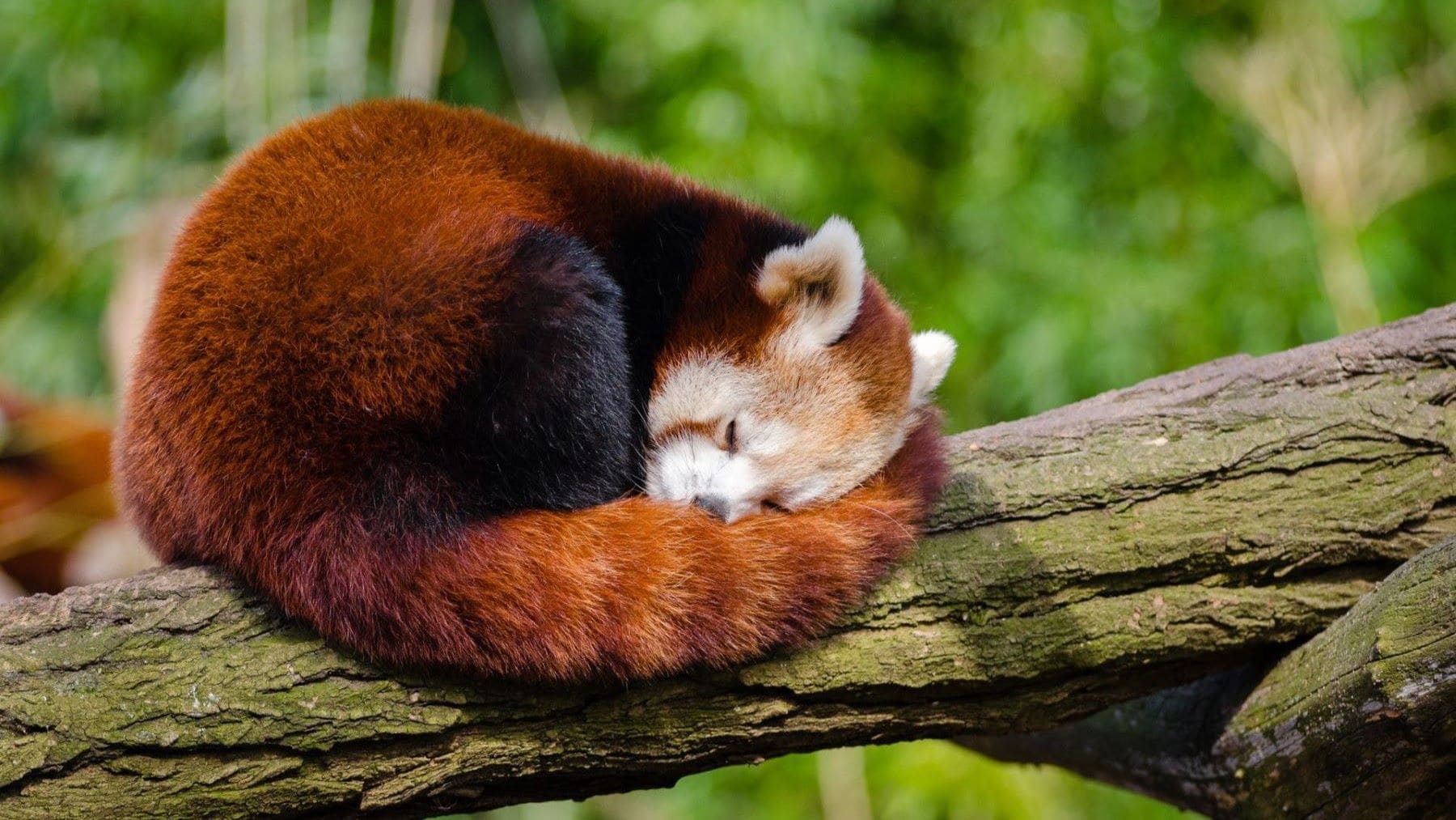 Día Internacional del Panda Rojo 2026 alerta sobre su peligro de extinción