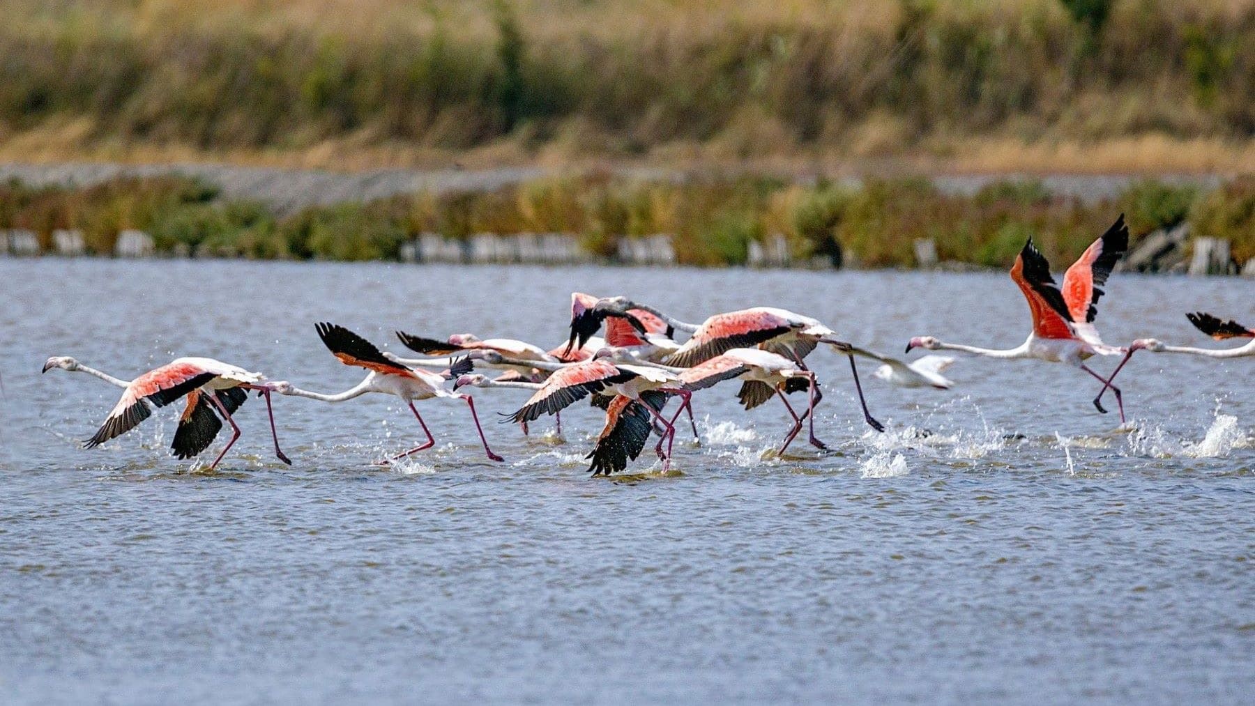 Flamencos en España volando hacia un humedal mediterráneo