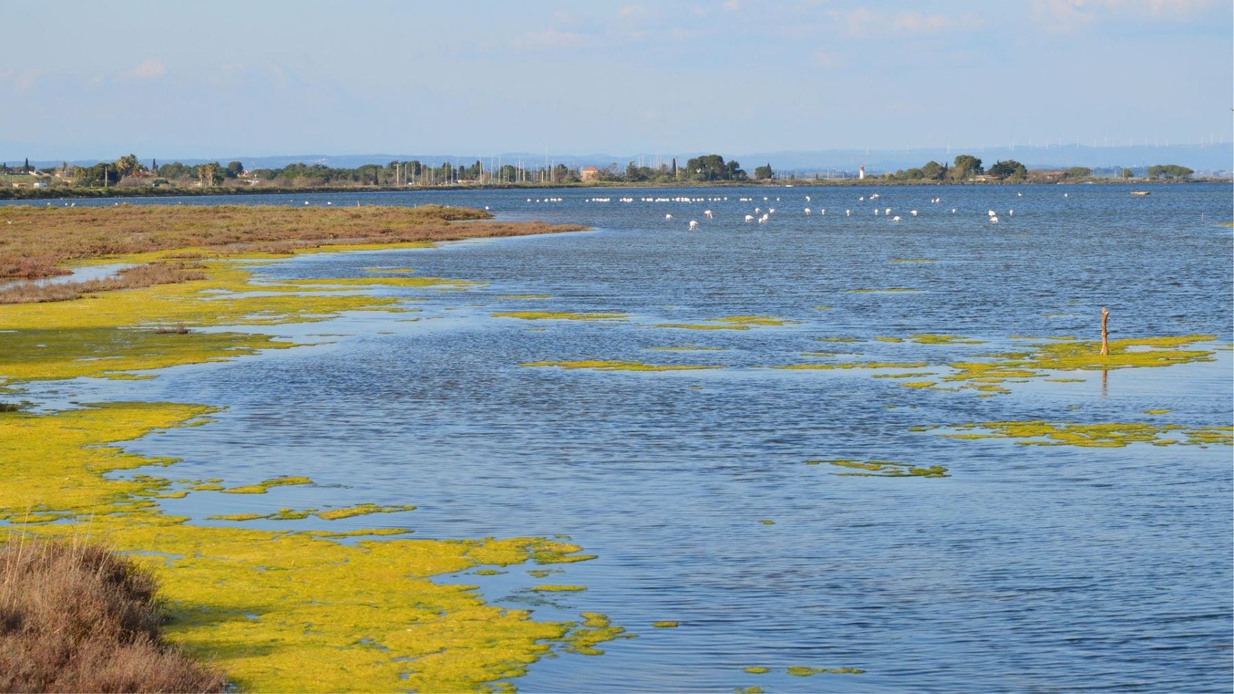 La contaminación de l’Albufera ya no encuentra salida