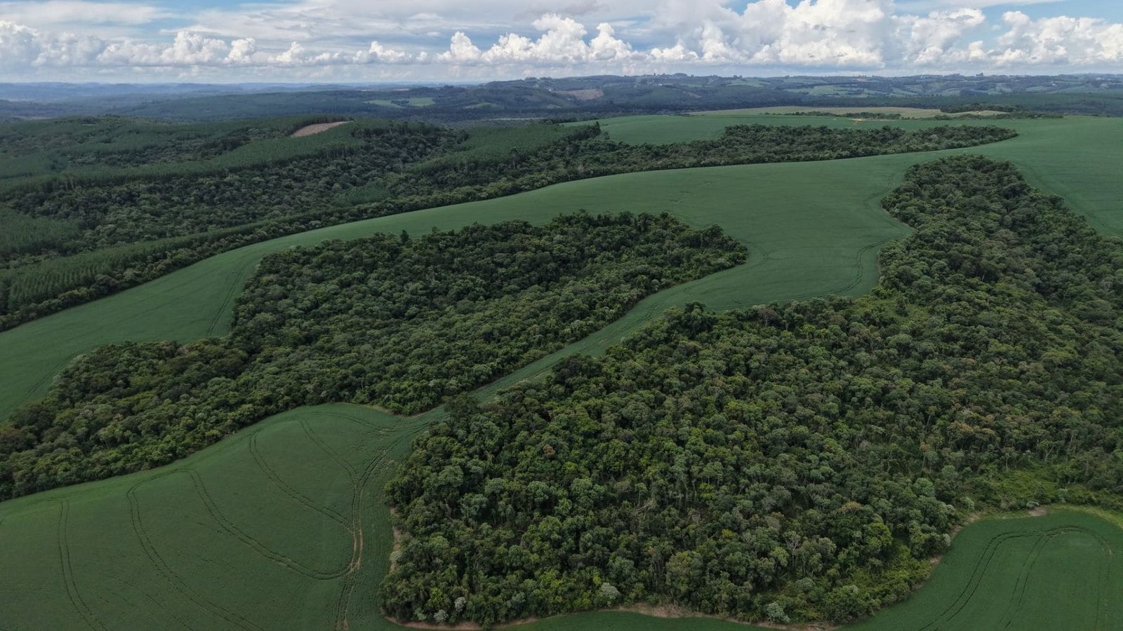 La bioeconomía en Latinoamérica puede generar más riqueza mediante el aprovechamiento sostenible de la biodiversidad