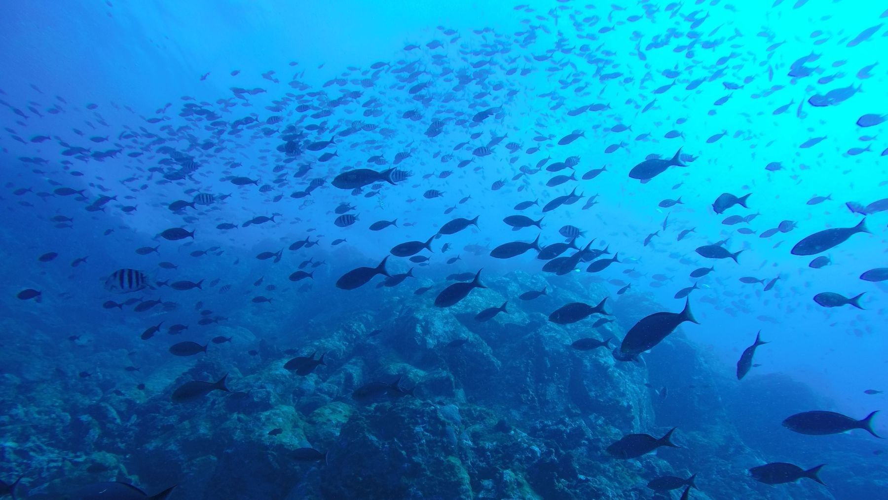 Fondos submarinos del área propuesta para la reserva marina en Calp junto al Peñón de Ifach