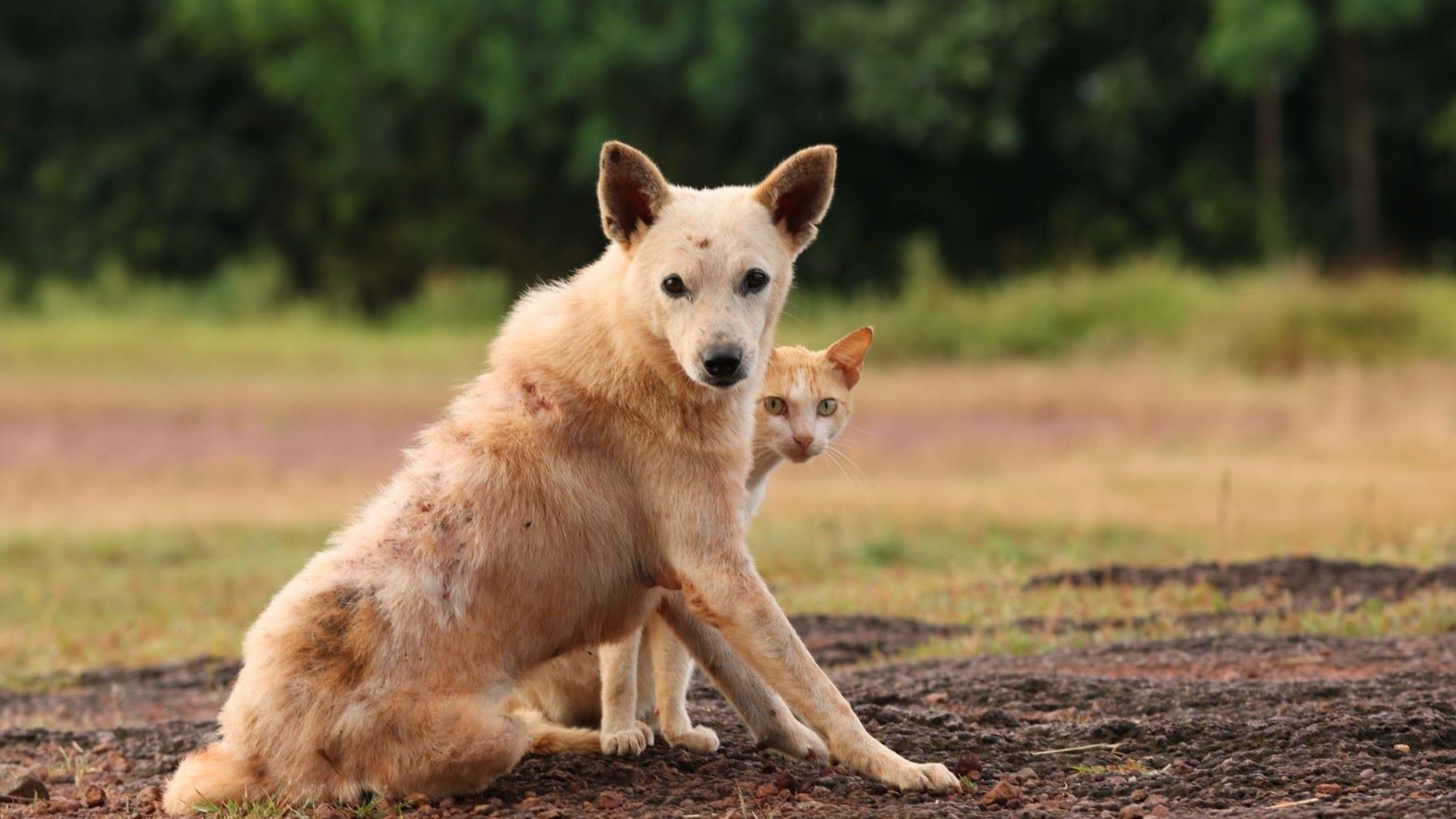 adopciones de perros y gatos