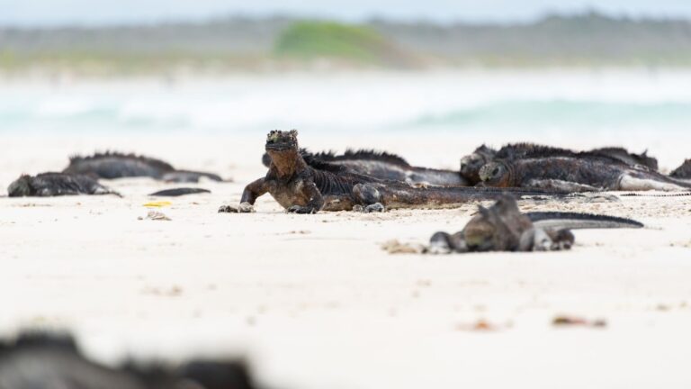 tráfico de iguanas marinas de Galápagos tras intervenir Ecuador 32 ejemplares