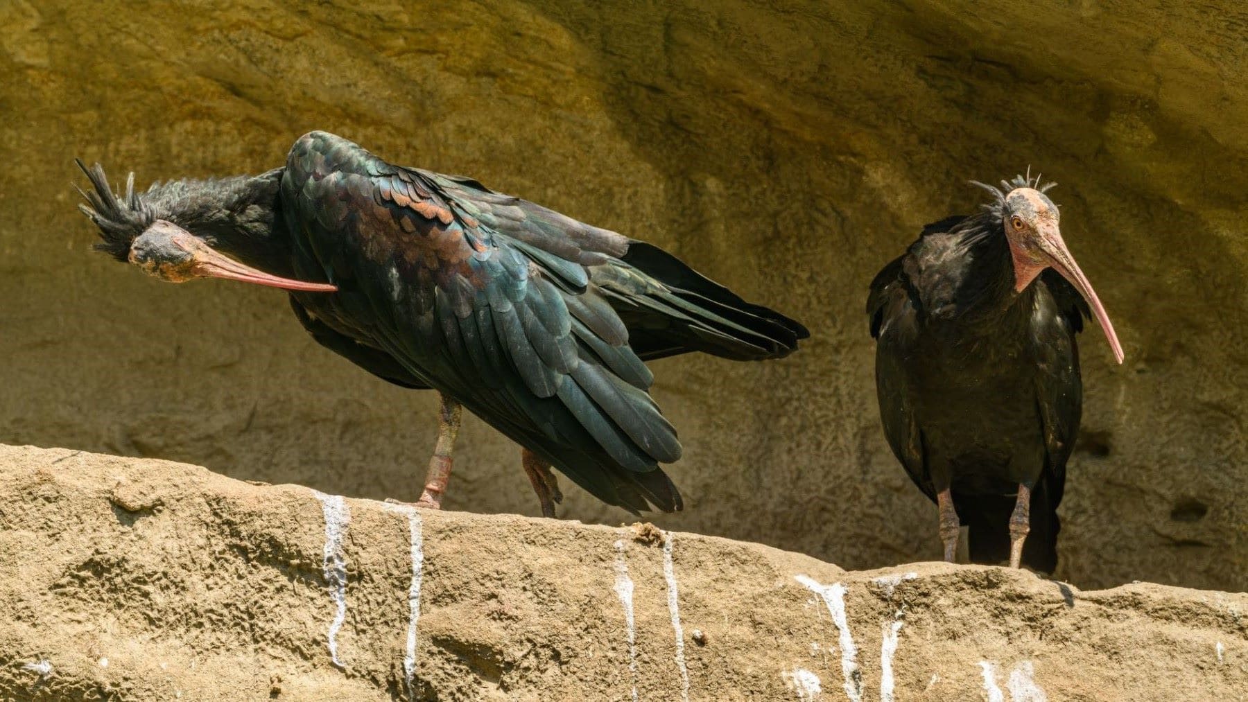ibis eremita en Cataluña
