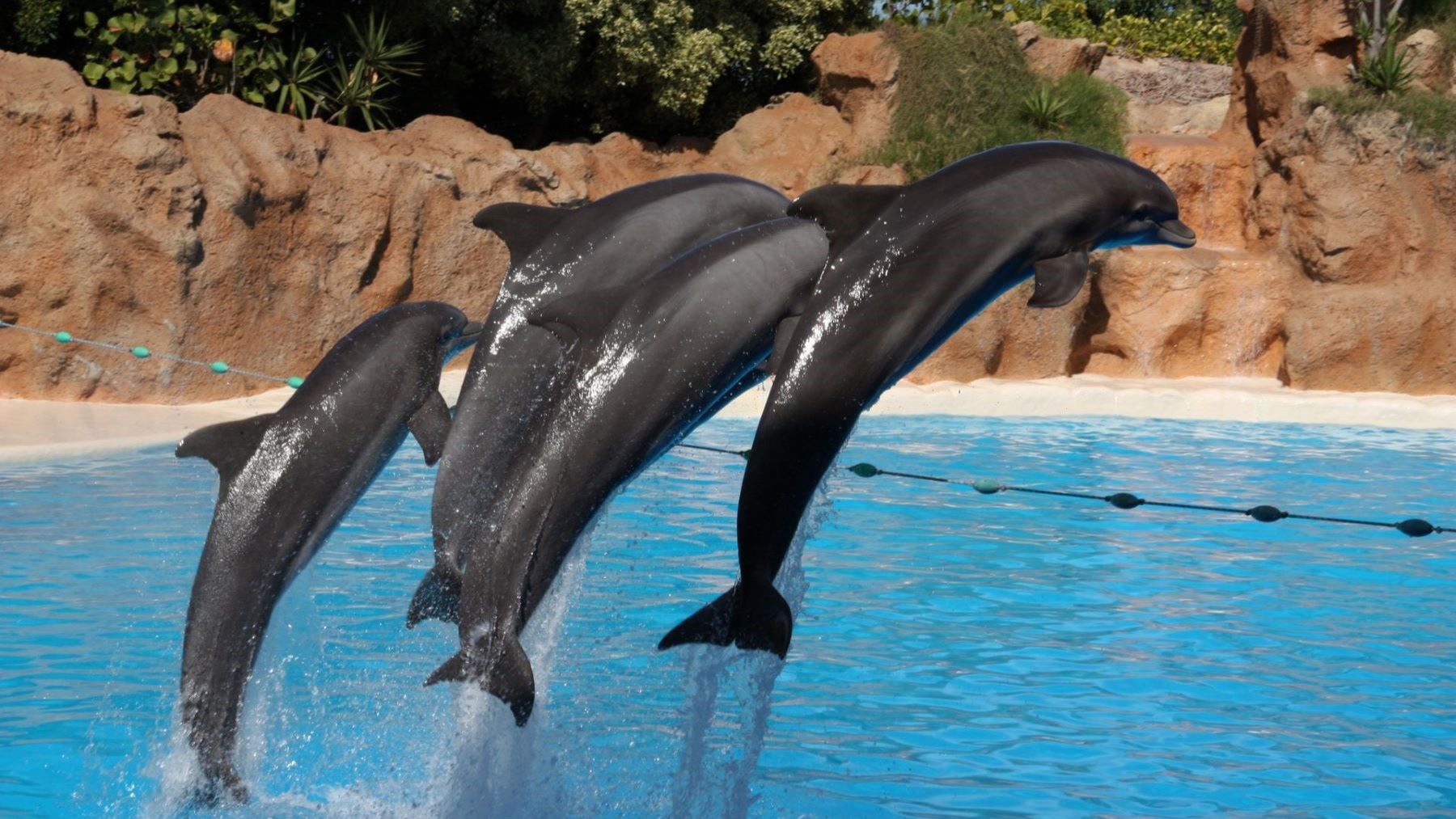 Exhibición de delfines en Palmitos Park, Maspalomas
