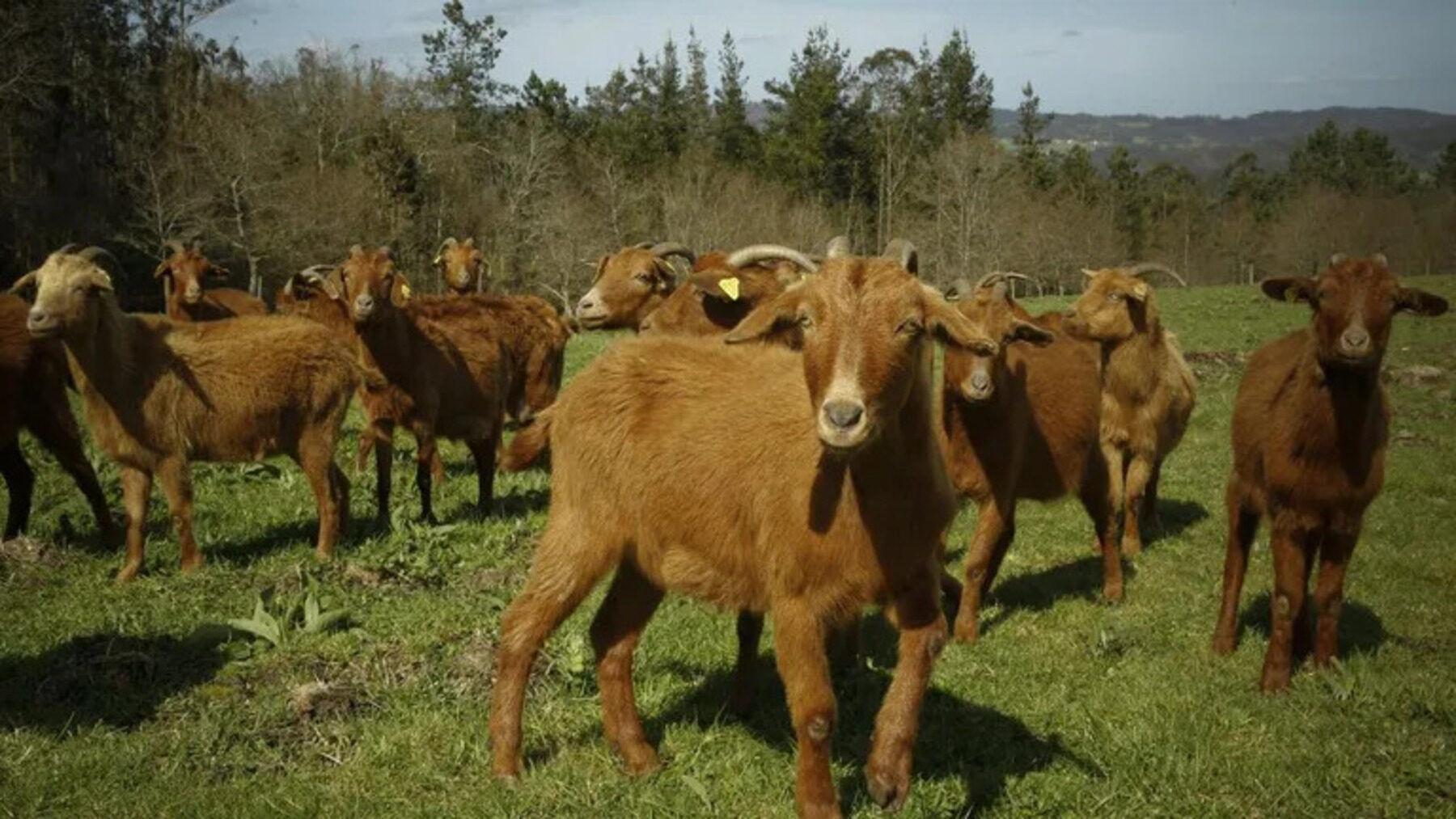 Pastoreo ecológico con cabras para prevenir incendios en el Montgó
