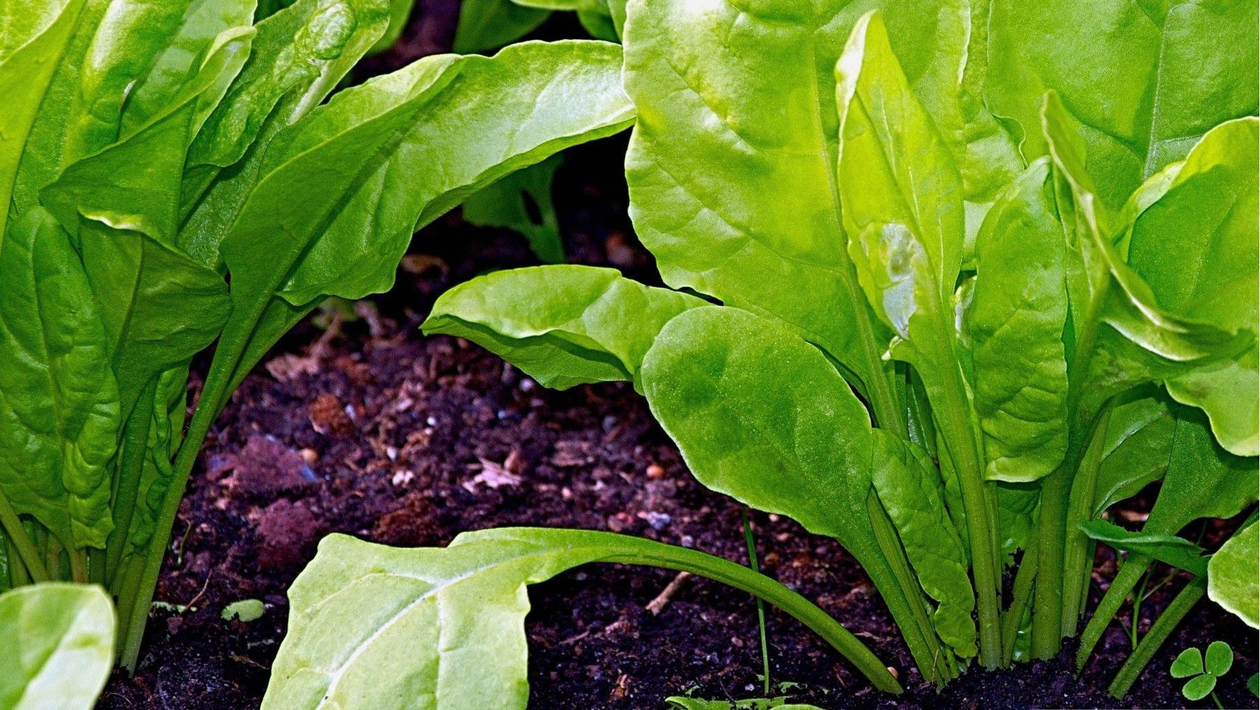 Producción ecológica en una explotación agrícola española