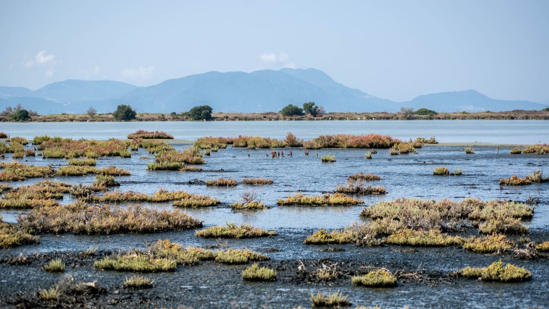Arrozales ecológicos vinculados a SEOfood en la Reserva Ornitológica de Riet Vell, en el Delta del Ebro