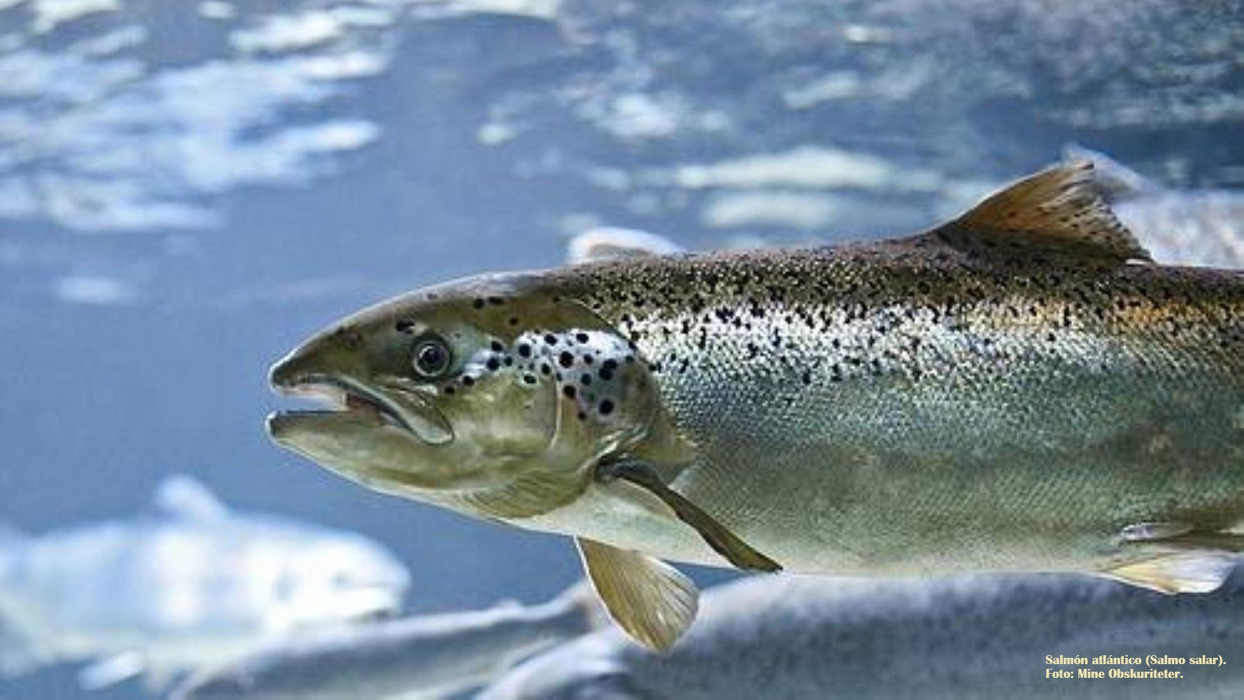 Salmón atlántico en España remontando un río de la cornisa cantábrica.