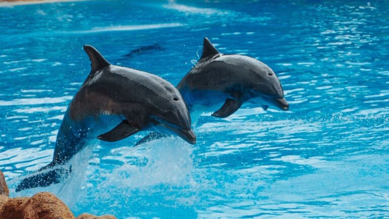 Piden prohibir los espectáculos con animales en Selwo Marina