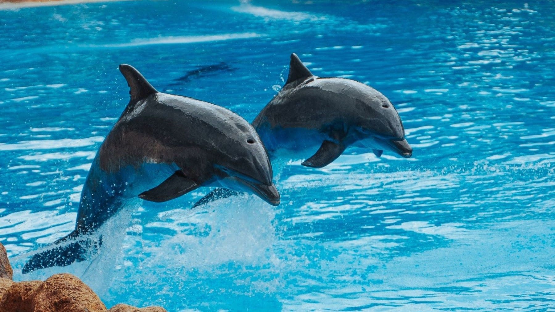 Piden prohibir los espectáculos con animales en Selwo Marina