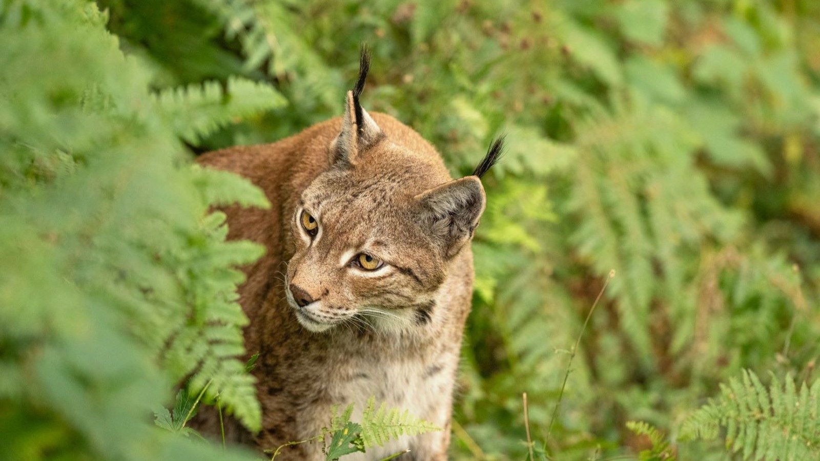 El lince ibérico en Sierra Morena alcanza los 885 ejemplares censados en 2025