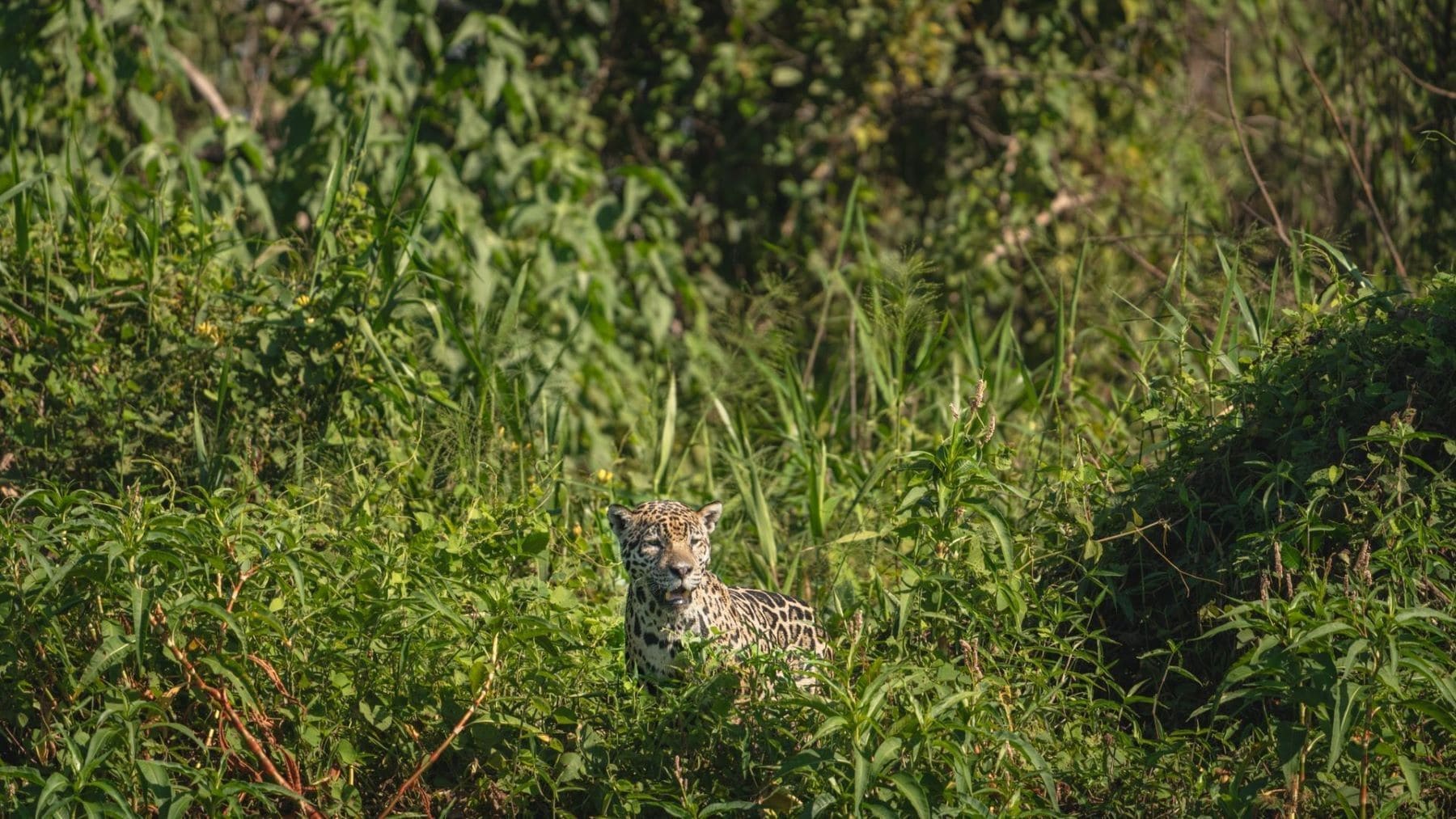 Tango, jaguar cuyas muestras se utilizaron para elaborar el nuevo genoma de referencia