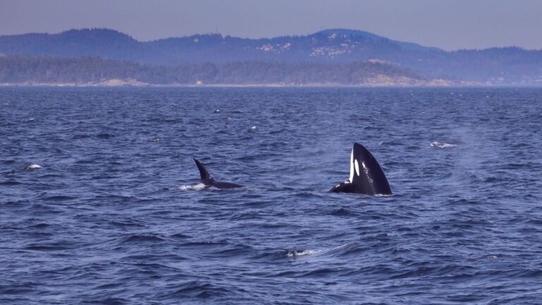 El ataque a la orca Toñi llega a Fiscalía mientras el ejemplar aparece en aguas de Galicia