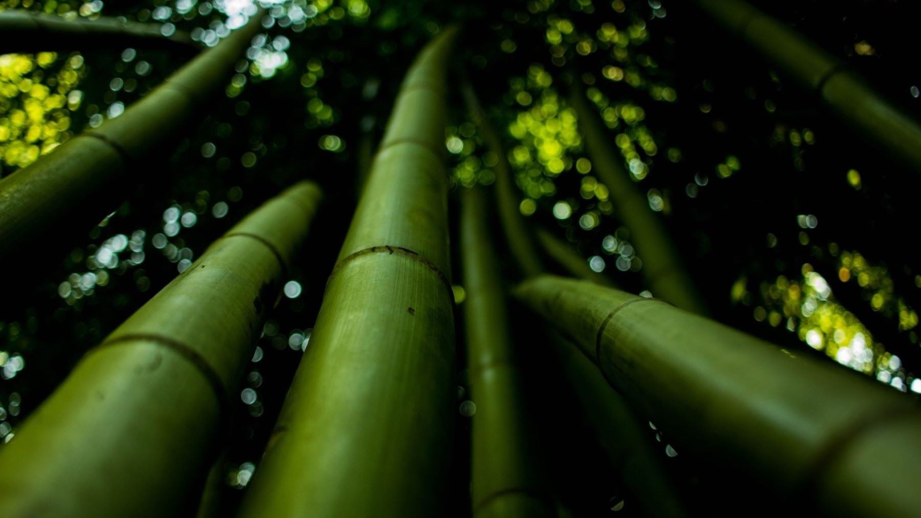 Día Mundial del Bambú 2026 destaca su valor para restaurar ecosistemas