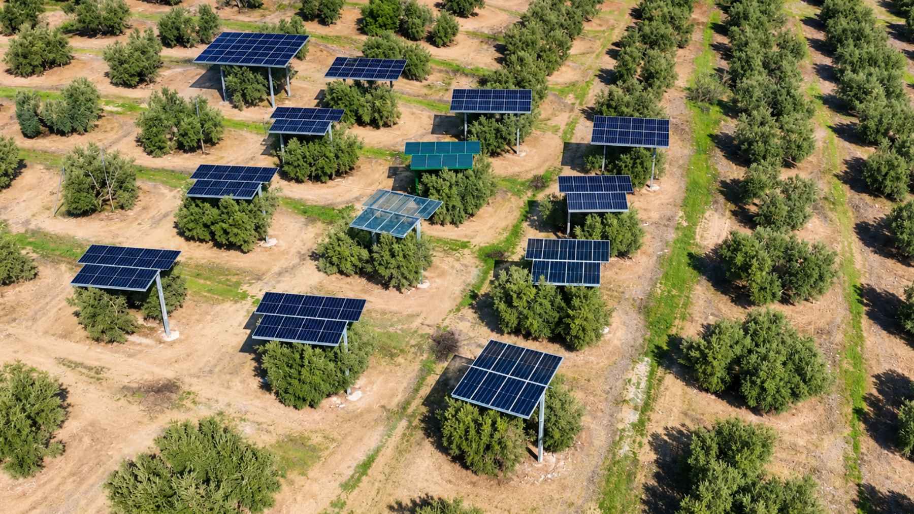 Paneles solares elevados sobre un olivar en Jaén para producir electricidad sin retirar los árboles