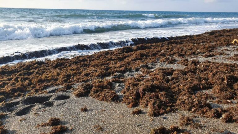 Alga asiática en Cantabria acumulada sobre una playa del litoral