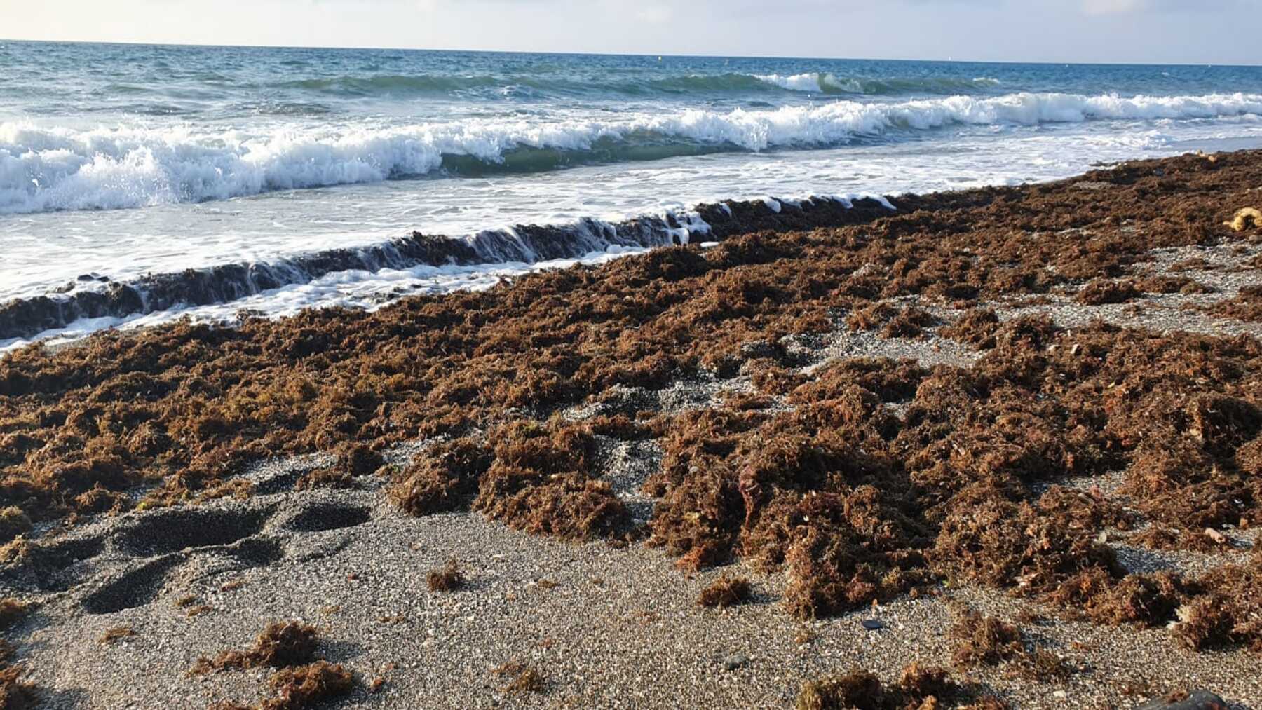 Alga asiática en Cantabria acumulada sobre una playa del litoral