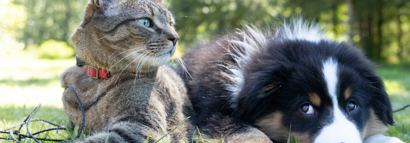Perro y gato tumbados juntos en la hierba