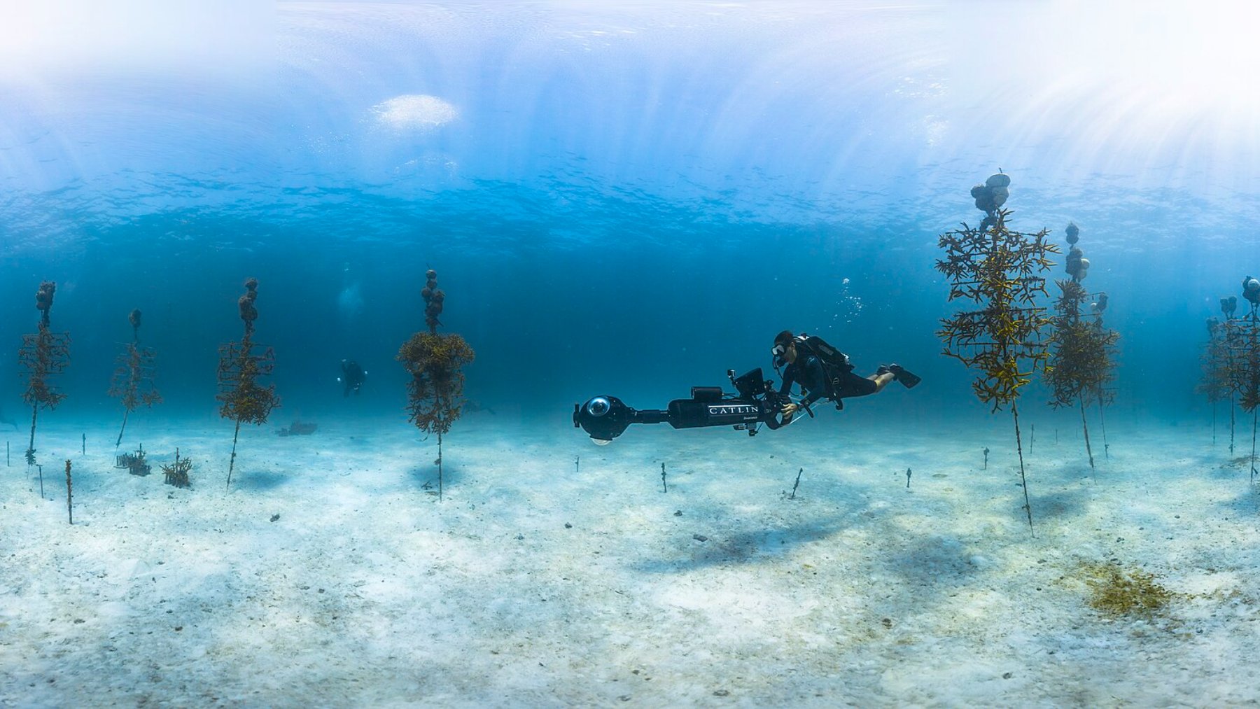 Buceador entre estructuras de vivero de coral con forma de árbol en el fondo marino de los Cayos de Florida