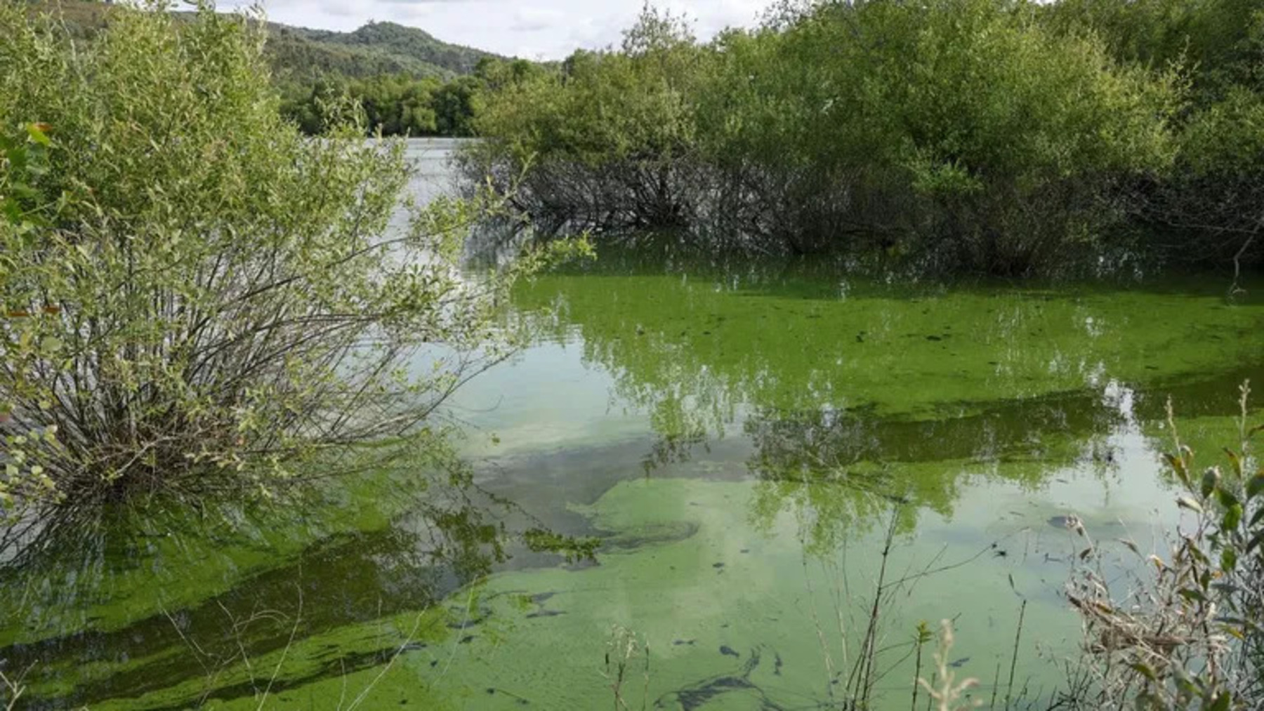 contaminación de A Limia y proliferación de cianobacterias en el embalse de As Conchas
