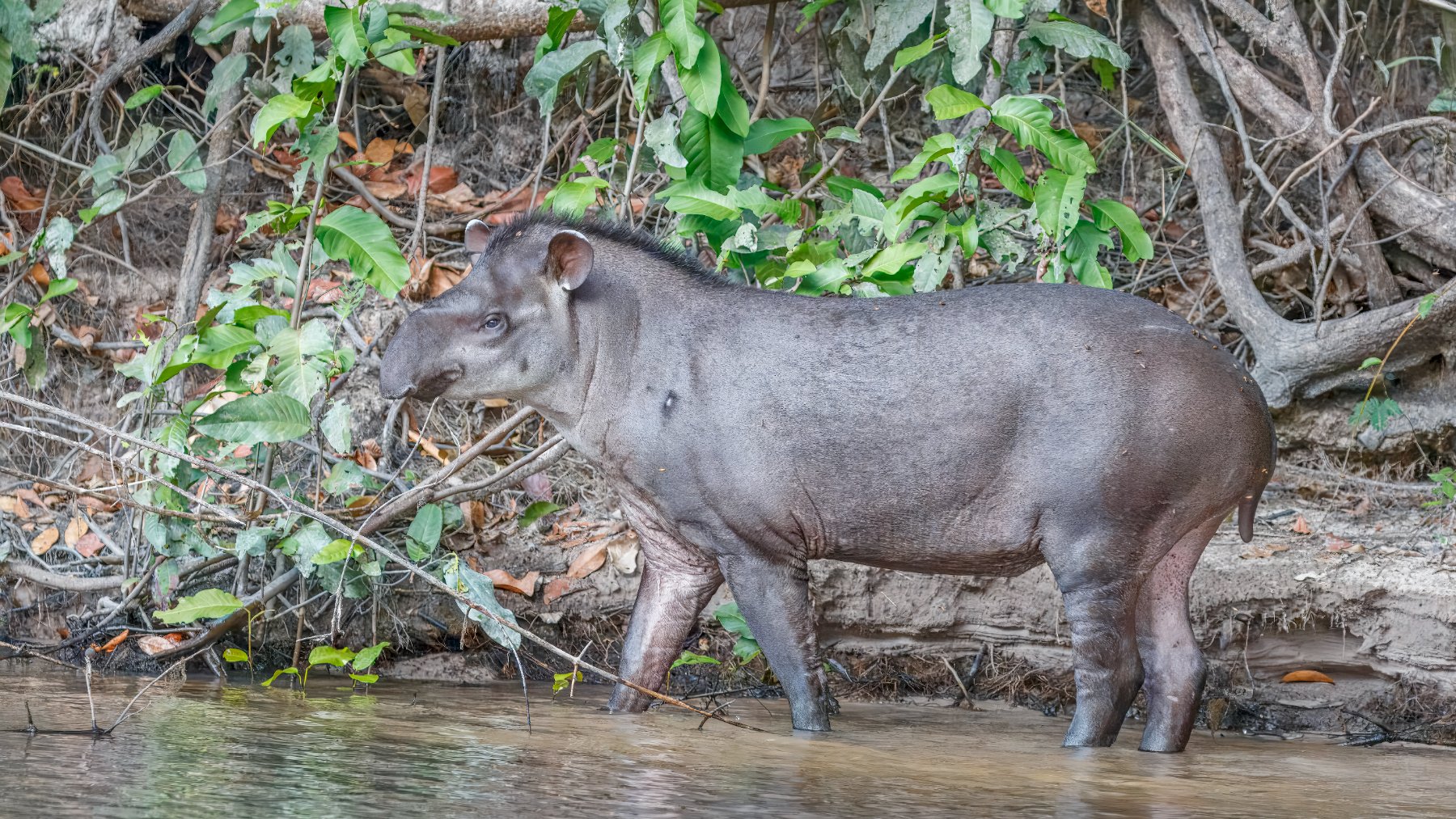 Tapir amazónico junto a la orilla de un río en un bosque tropical de Brasil