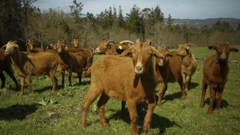 Agricultura regenerativa contra incendios mediante pastoreo y recuperación de suelos