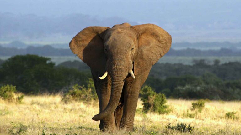Elefante africano de sabana caminando por una llanura