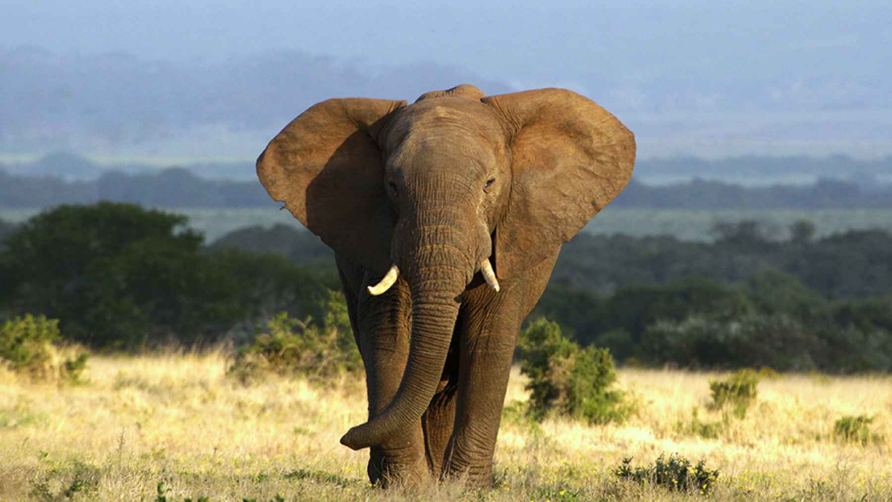 Elefante africano de sabana caminando por una llanura