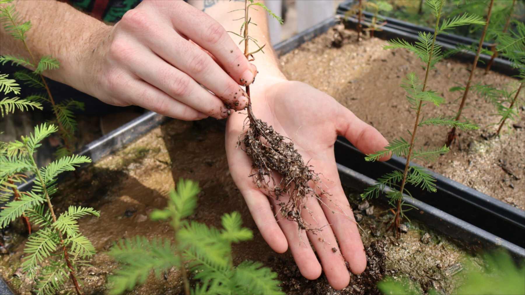 Una investigadora sostiene un ciprés joven con raíces en arena de vidrio reciclado