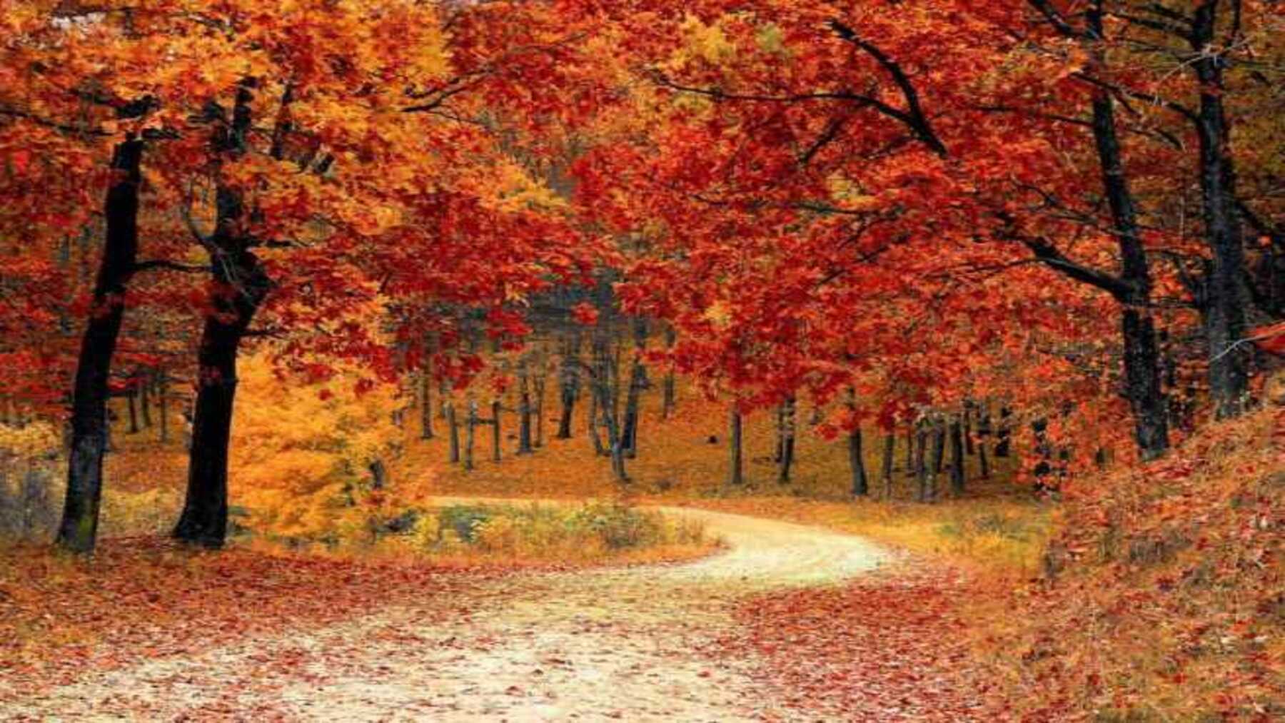 Colores del otoño en hojas amarillas y rojas de árboles caducifolios