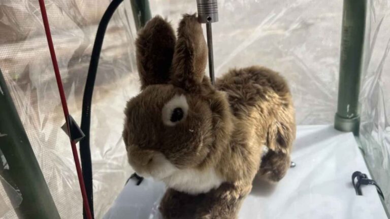 Conejo robótico utilizado como señuelo para detectar pitones birmanas en Florida