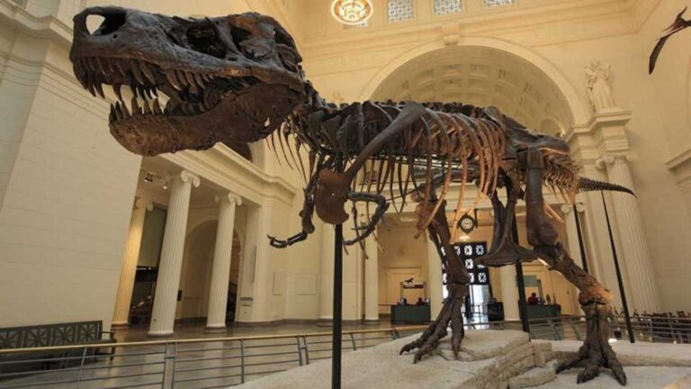 mercado de fósiles de dinosaurios con esqueletos prehistóricos expuestos a la venta en Moscú