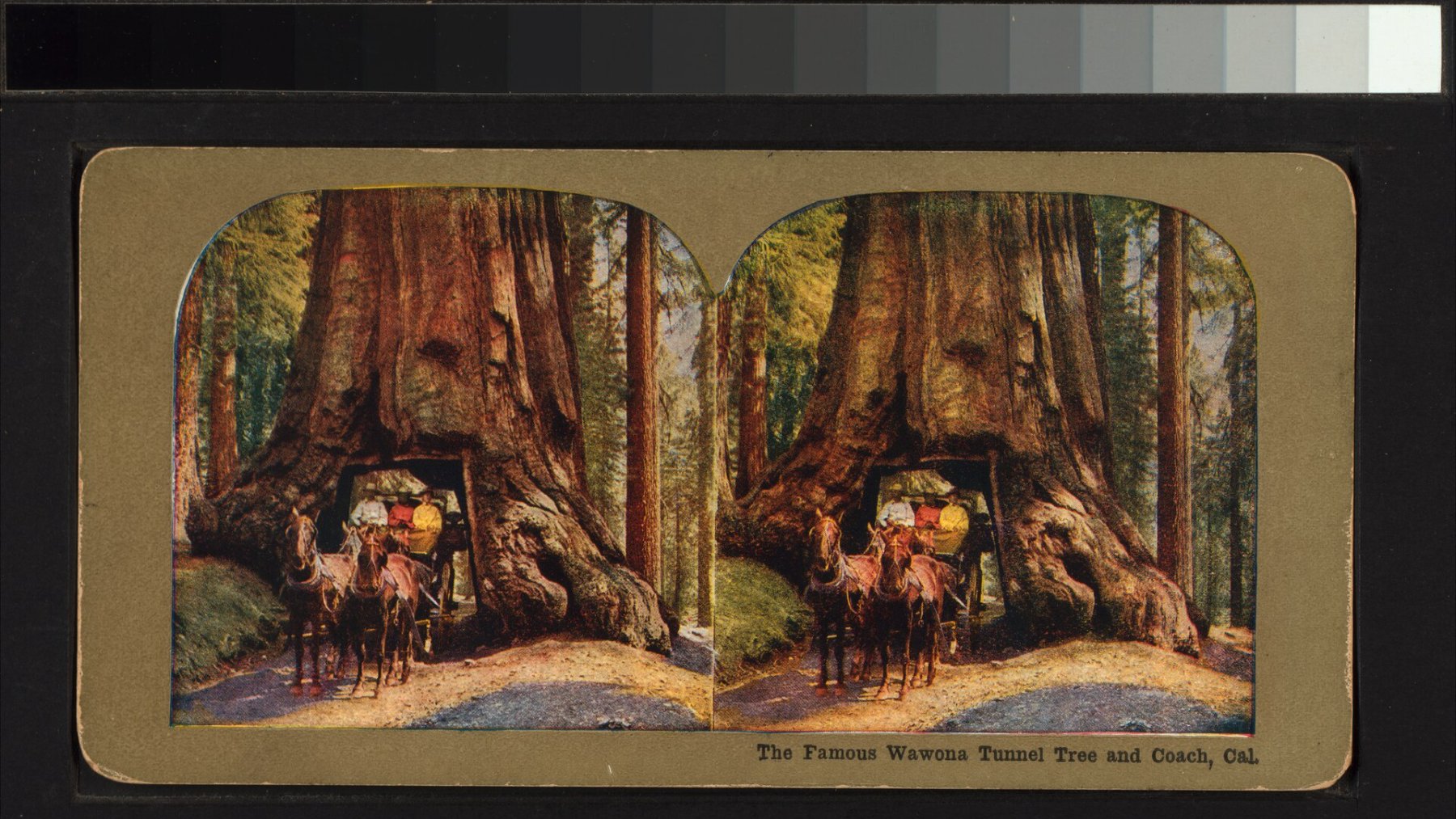 Fotografía antigua de una diligencia cruzando el túnel del árbol Wawona
