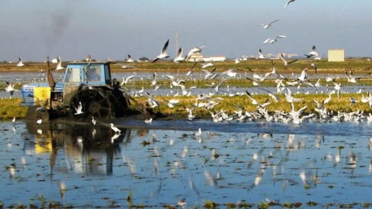 Las ayudas para agricultura sostenible en Doñana destinarán 8,5 millones al secano y la producción ecológica