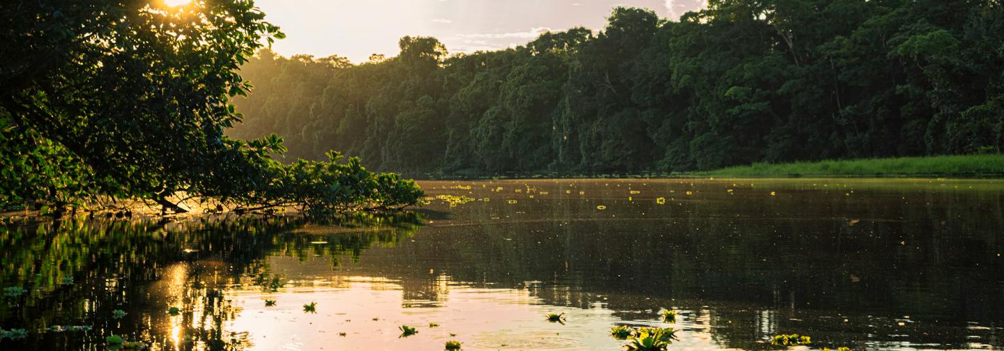 Río y selva tropical al atardecer