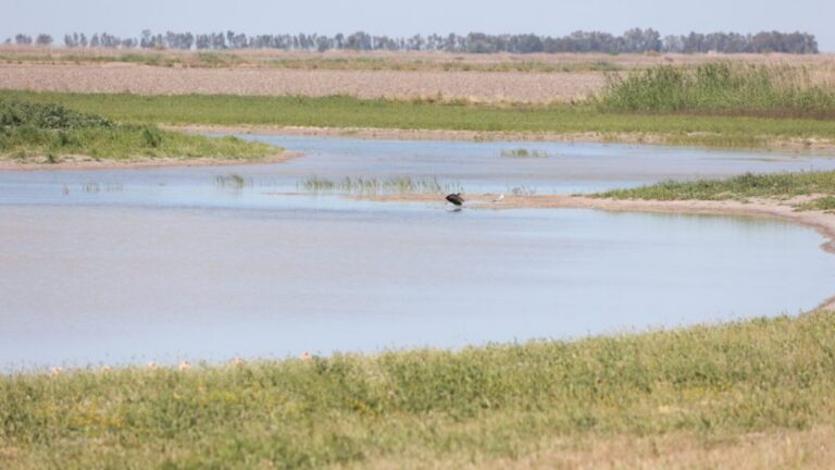 Doñana recupera 84 hectáreas de humedal en Sevilla