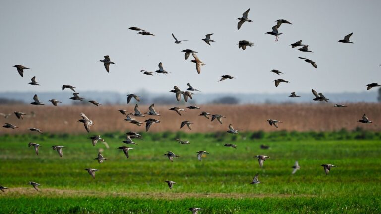 La biodiversidad en la agricultura ante el descenso del 27 % de las aves agrarias