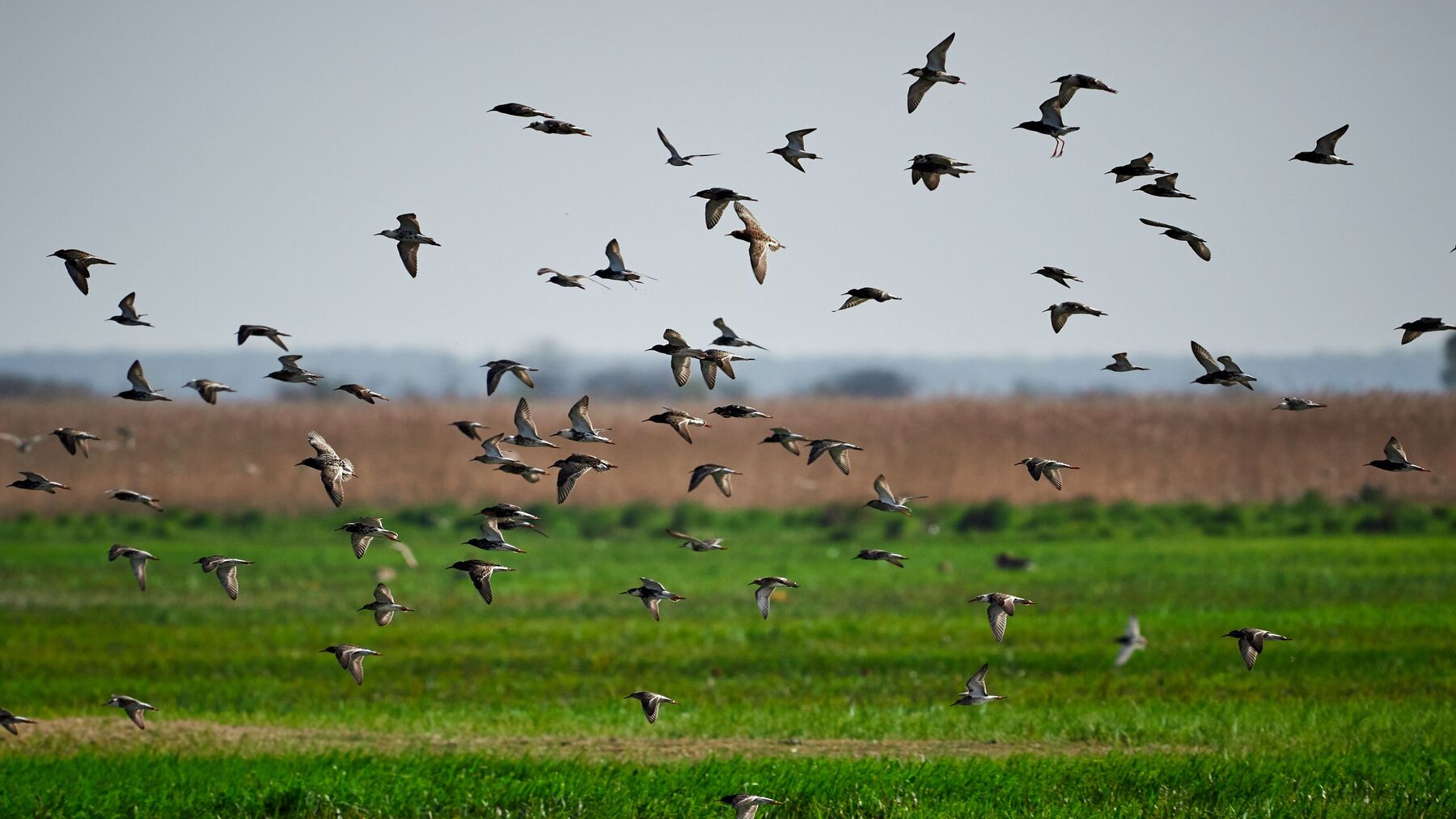 La biodiversidad en la agricultura ante el descenso del 27 % de las aves agrarias