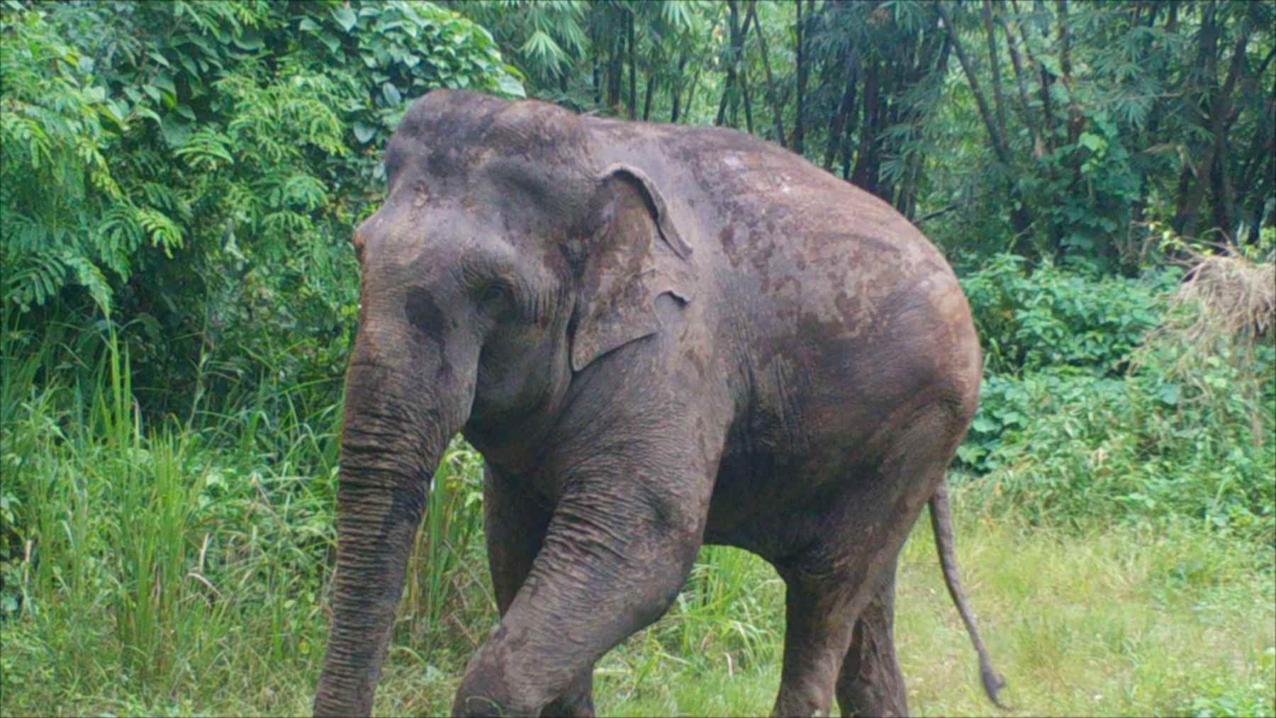 Un elefante asiático junto al bosque en el oeste de Tailandia