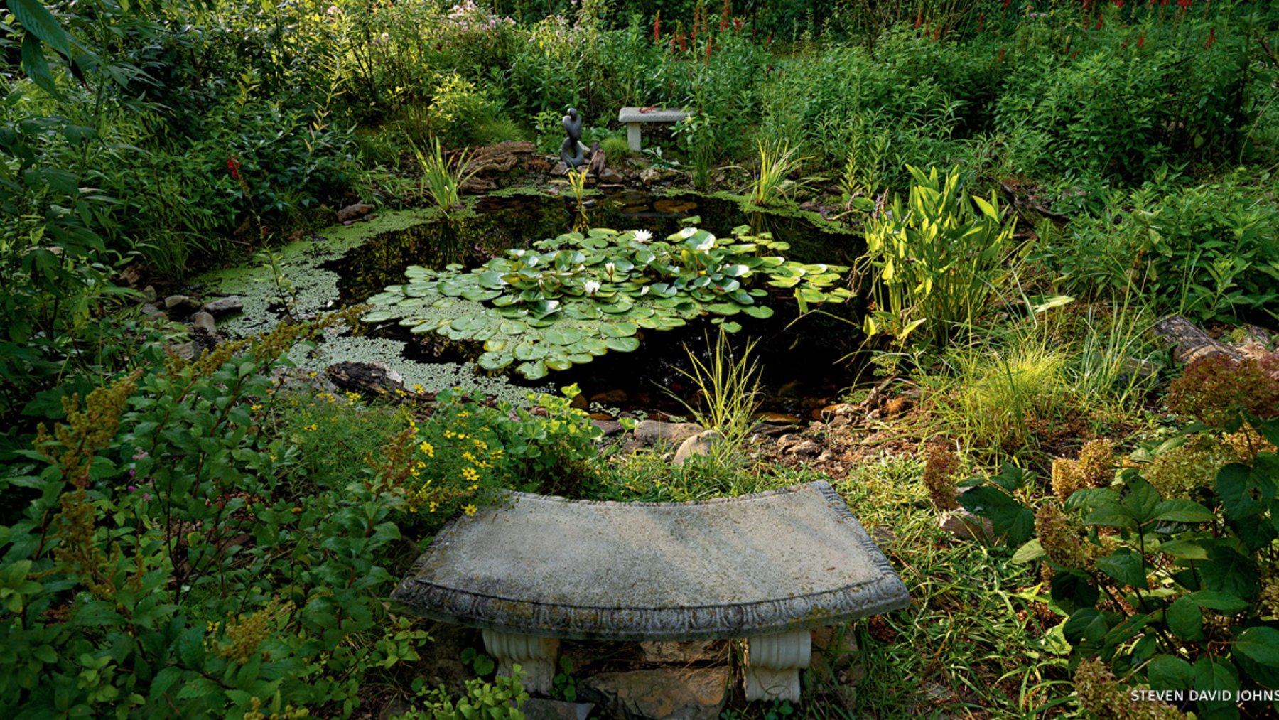 Pequeño estanque de jardín rodeado de plantas nativas