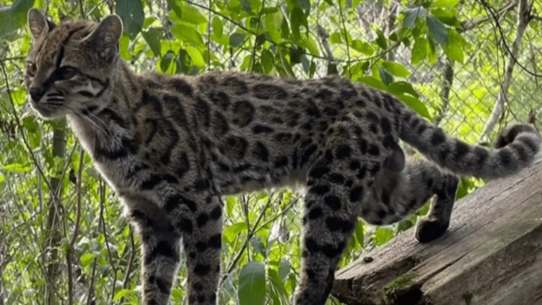 Gato tilcayo descubierto en los bosques nublados de Bolivi