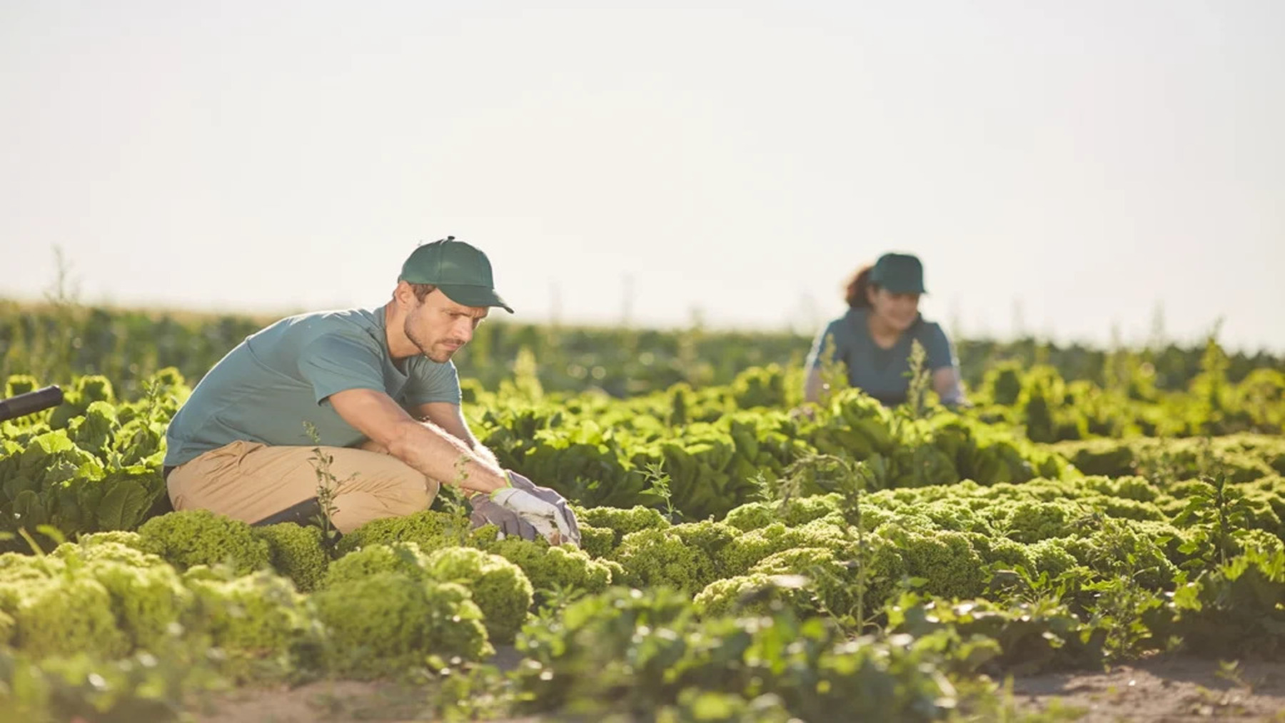 La agricultura ecológica en Ibiza alcanza el 20,4 % de la superficie agraria útil