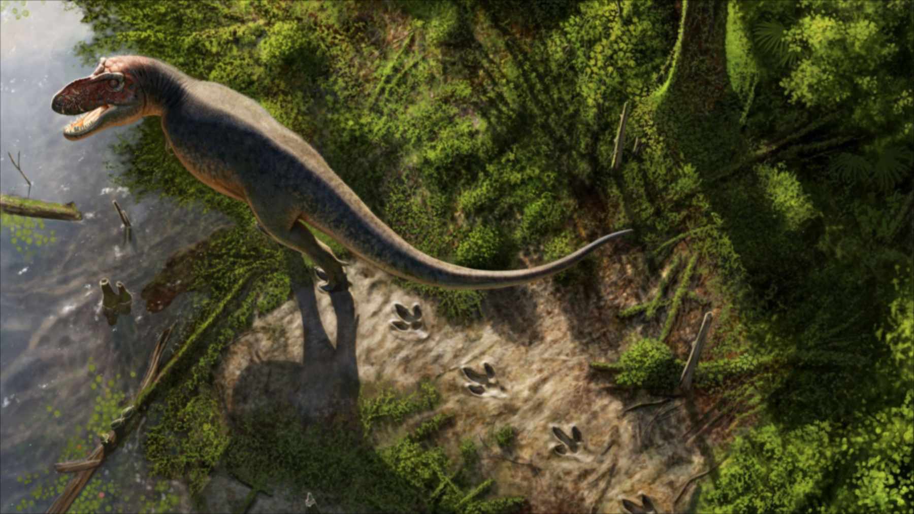 Ilustración de un Tyrannosaurus rex adulto caminando y dejando huellas en el barro