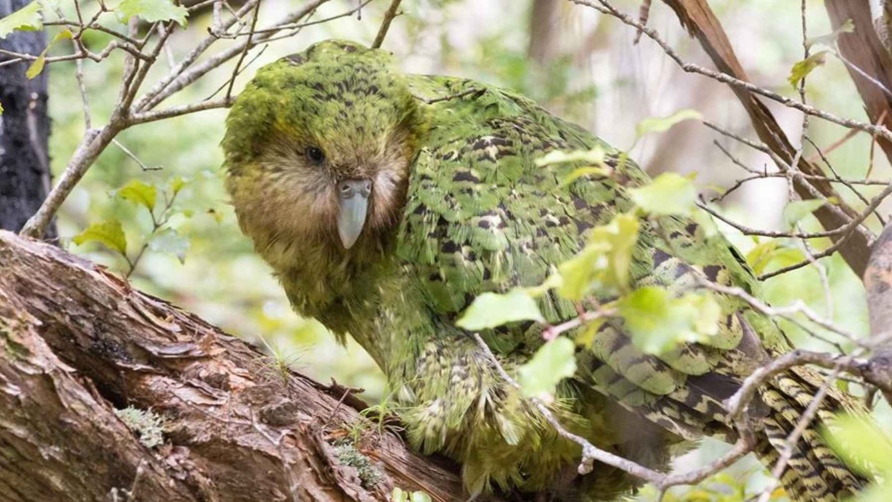 Kākāpō, el loro no volador de Nueva Zelanda, posado entre ramas de un bosque