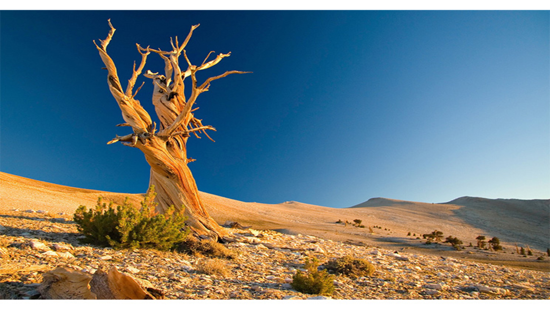 Más calor no convierte los bosques en mejores sumideros