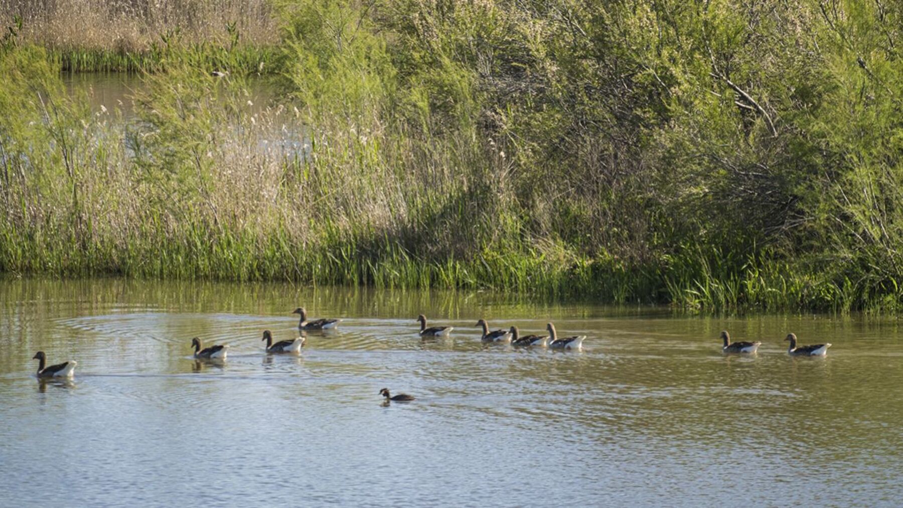 Aves acuáticas en embalses de la península ibérica, hábitat de especies buceadoras y pescadoras