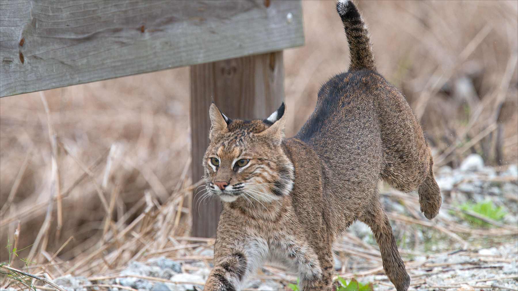Un lince rojo camina entre la vegetación en Florida